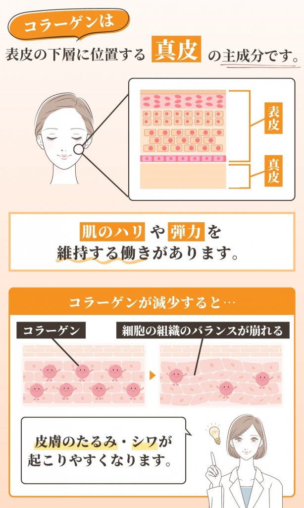 コラーゲンのお役立ち情報