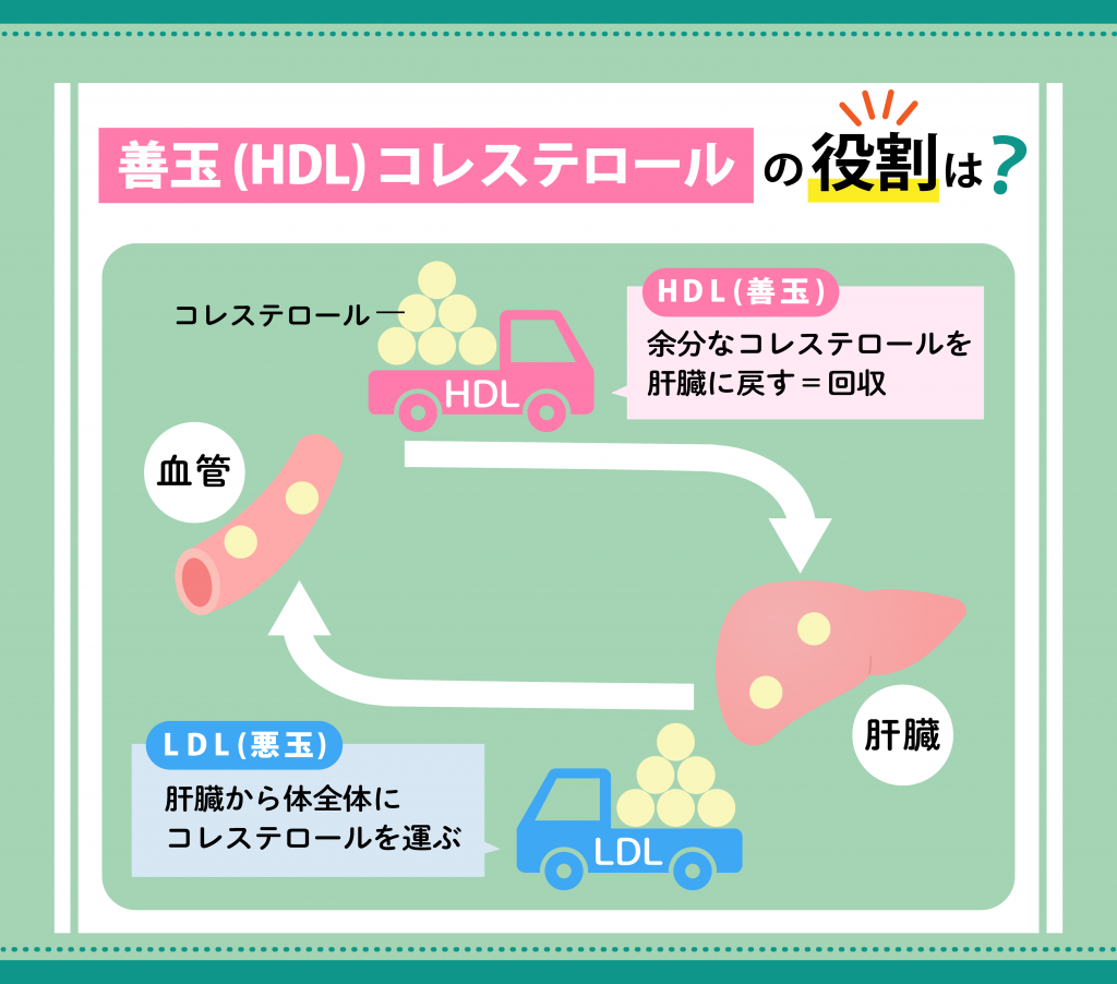 善玉(HDL)コレステロールの役割