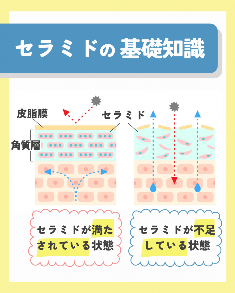 セラミドの基礎知識