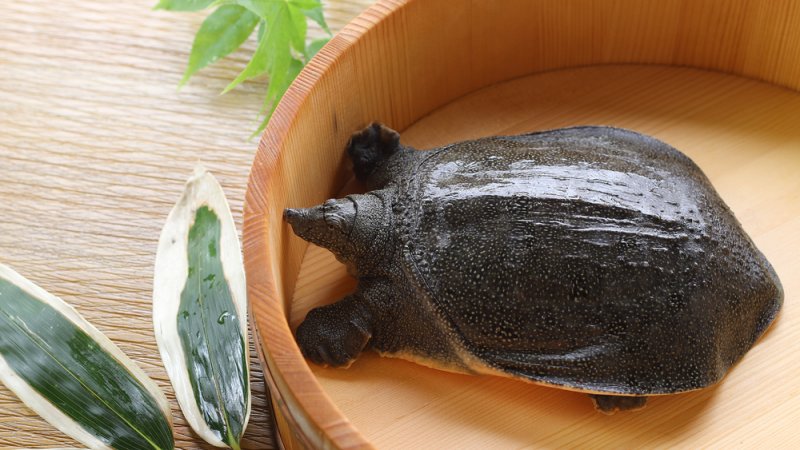 すっぽんサプリおすすめ10選【口コミで人気の市販品を徹底比較】