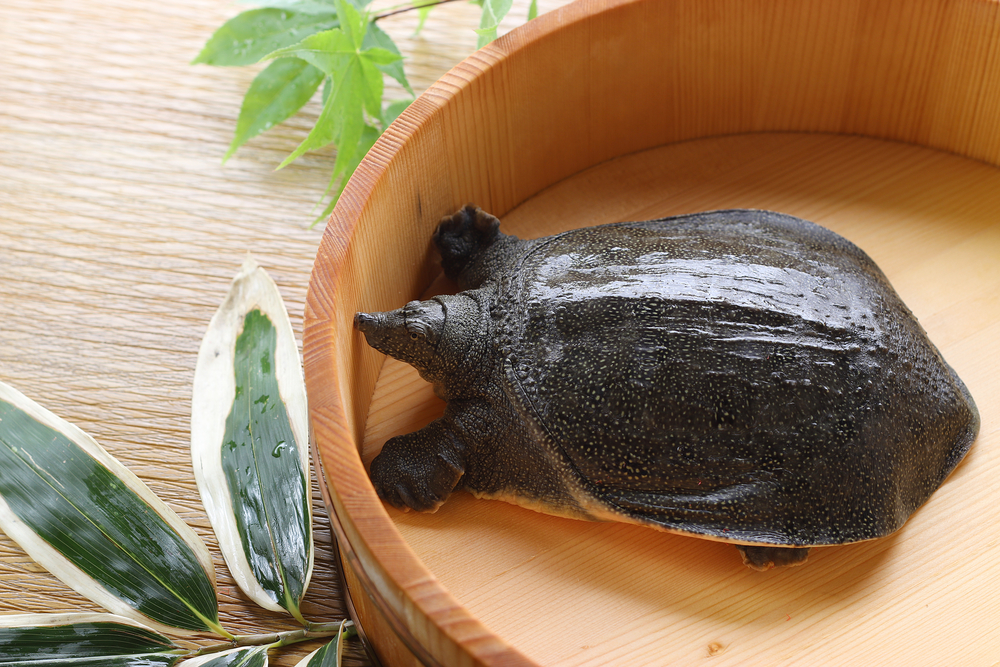 すっぽんサプリおすすめ10選【口コミで人気の市販品を徹底比較】
